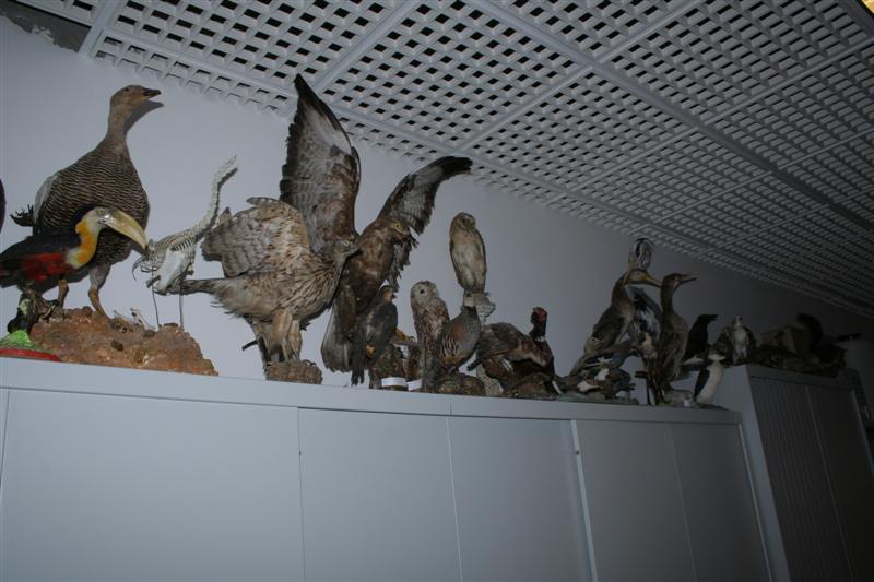 taxomara 2007 (94)
